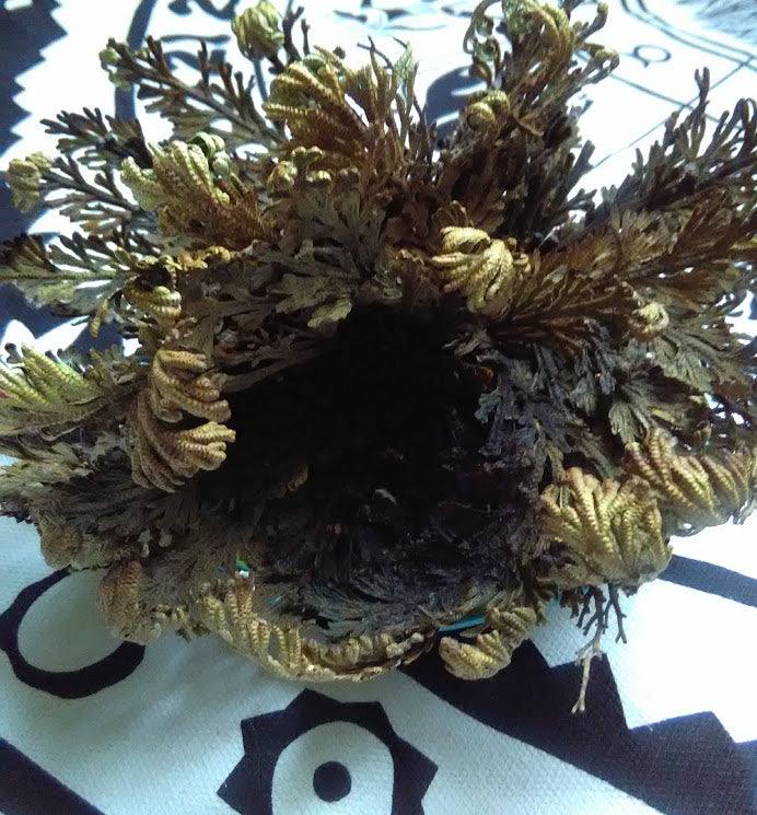Rose Of Jericho Magic Plant By Roots Of Earth